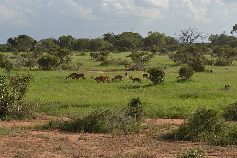 File:Aepyceros melampus melampus group on the move west of the Ashnil Aruba Lodge in the Tsavo East National Park, Kenya 5.jpg