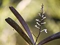 Aerides ringens