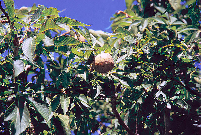 Aesculus glabra Ohio buckeye