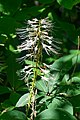 * Nomination Aesculus parviflora in Jardin botanique de la Charme, Clermont-Ferrand, France. --Tournasol7 06:18, 11 July 2017 (UTC) CommentHighlights a bit overexposed and image not sharp IMO. Not sure if fixable.--Shankar Raman 16:37, 12 July 2017 (UTC) * Decline  Not done PumpkinSky 20:24, 20 July 2017 (UTC)