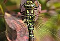 * Nomination Southern Hawker, head and thorax dorsal closeup. --Quartl 12:07, 3 September 2010 (UTC) * Promotion While more depth of field would make the eyes and thorax hairs sharper, an f-stop slower than f/16 will produce noticeable diffraction. Focus stacking would help but that may not be practical for an image of an unrestrained subject taken in the wild. I don't wish to be too critical of macro photography under such conditions. Wsiegmund 16:22, 7 September 2010 (UTC)