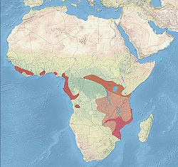 African Pitta Distribution.jpg