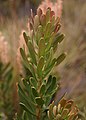 Morphology of Agastachys odorata leaves