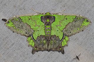 <i>Agathia codina</i> Species of moth