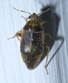 Agnocoris pulverulentus P1650513a.jpg