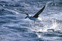 Albatros pris au piège d'une palangre.