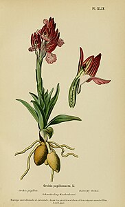 plate 49 Orchis papilionacea Anacamptis papilionacea