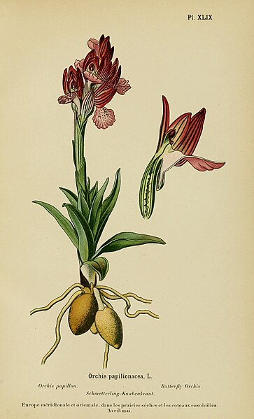 File:Album des orchidées de l'Europe centrale et septentrionale (1899) (17761597468).jpg