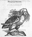 Harpy from Monstrorum Historia (1642)