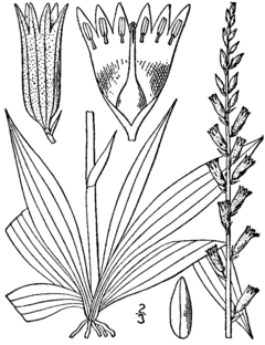 Description de l'image Aletris farinosa drawing.png.
