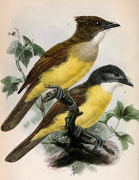 File:Alophoixus bres & Alophoixus phaeocephalus 1871.jpg