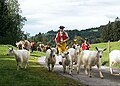 Des chèvres d'Appenzell, avec leur berger et vaches assorties