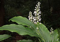 Alpinia intermedia