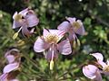 Alstroemeria revoluta Ruiz.y Pav.(2884616692).jpg