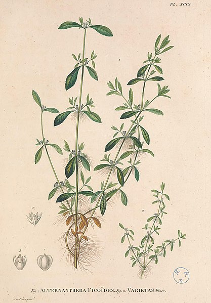 File:Alternanthera ficoides Beauvois.jpg