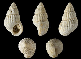 <i>Alvania barreti</i> Species of gastropod