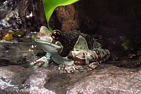 Amazon Milk Frog (Trachycephalus resinifictrix), CMN.jpg