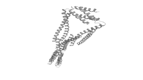 Representació tridimensional (en blanc i negre) animada d'una secció de la nucleoproteïna AF-10, situada en la seqüència d'aminoàcids des de la posició 699-782. Animació obtinguda prèviament en 2D amb l'UniProt i remodelada tridimensionalment amb Sony Vegas Pro 13 i Adobe Photoshop.