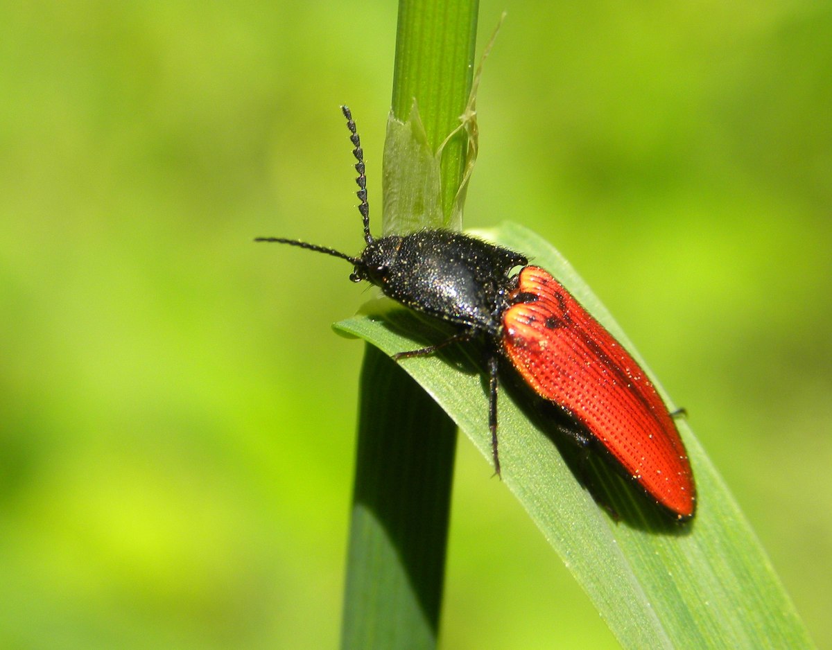 • Ampedus cinnabarinus