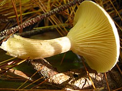 Ampulloclitocybe clavipes 59984.jpg