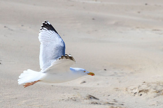 Möwe über dem Strand von Norddorf auf Amrum