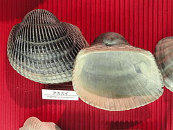 Anadara broughtonii - Osaka Museum of Natural History - DSC07791.JPG