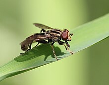 Anasimyia distincta 3.jpg