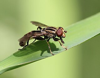 <i>Anasimyia distincta</i> Species of insect