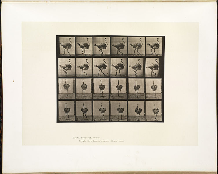 File:Animal locomotion. Plate 772 (Boston Public Library).jpg