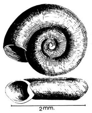 <i>Anisus natalensis</i> Species of gastropod