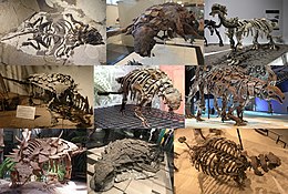 Ankylosauria Diversity.jpg