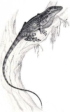 Description de l'image Anolis microtus.jpg.