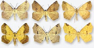 <i>Antepione thisoaria</i> Species of moth