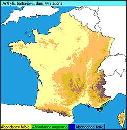 Anthyllis barba-jovis map of France.jpg