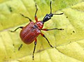 ابوديروس كوريلي (Apoderus coryli)