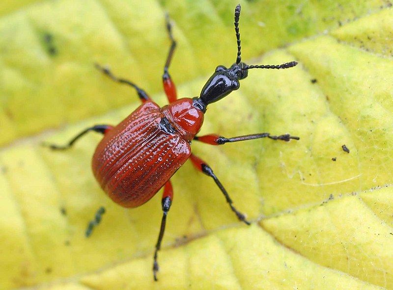 File:Apoderus coryli.jpg