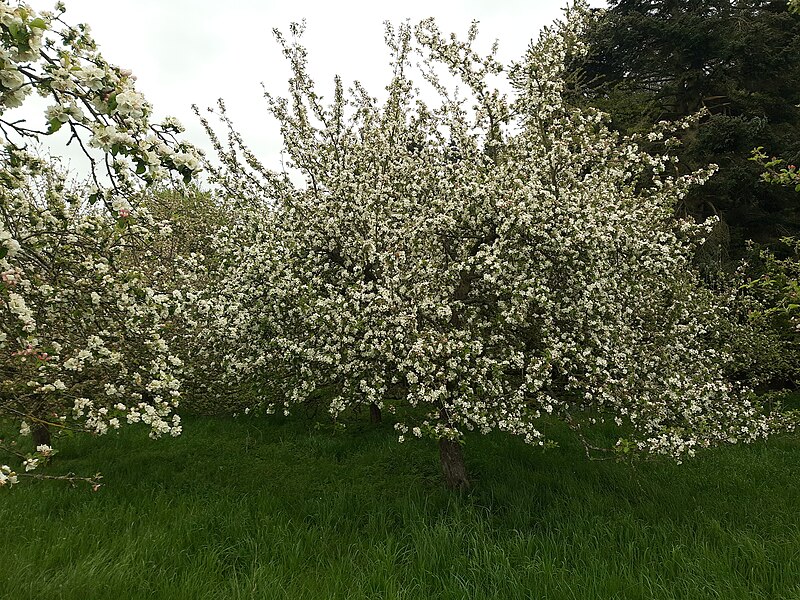 File:Apple tree, Streuobstwiese in Ehrenbach, 1.jpg