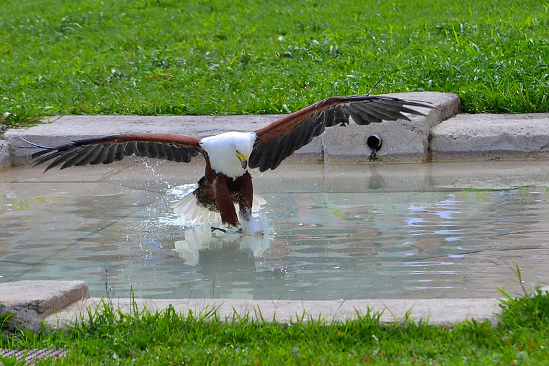 File:Aquila Urlatrice (Haliaeetus vocifer) - African Fish eagle, Cumiana, Italia, 08.2018.jpg