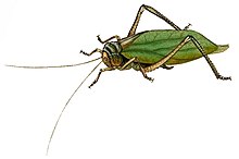 Arachnacris amboinensis illustration Arachnacris amboinensis.jpg