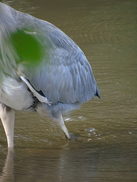 File:Ardea cinerea.008 - Arteixo.jpg