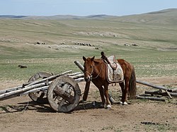 Arkhurt'ta Moğol atı ve arabası