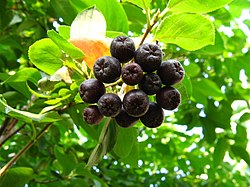 Juodavaisė aronija (Aronia melanocarpa)