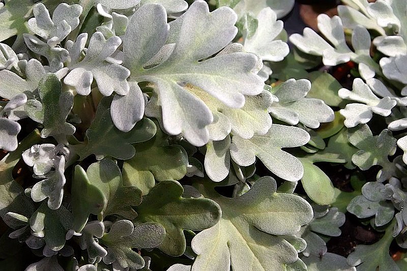 File:Artemisia stelleriana Silver Cascade 0zz.jpg