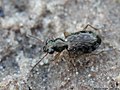 Asaphidion flavipes (Linnaeus, 1761)