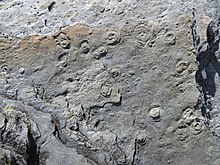 1-2 centimetre-wide Aspidella discs (and some smaller mm-sized individuals) on a bedding surface of the Fermeuse Formation near Ferryland, Newfoundland Aspidella specimens.jpg