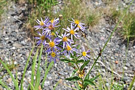 Aster alpigenus (Anderson's Mountain Crown), also known as Oreostemma alpigenum