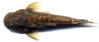 <i>Astroblepus unifasciatus</i> Species of fish