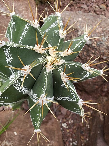 File:Astrophytum ornatum spines.jpg