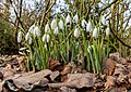 41 At Dunham Massey 2024 014 - Snowdrops uploaded by Mike Peel, nominated by Mike Peel,  7,  3,  0