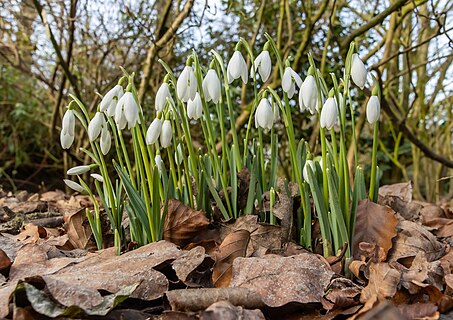 Snowdrops amongst fallen leaves in Dunham Massey gardens